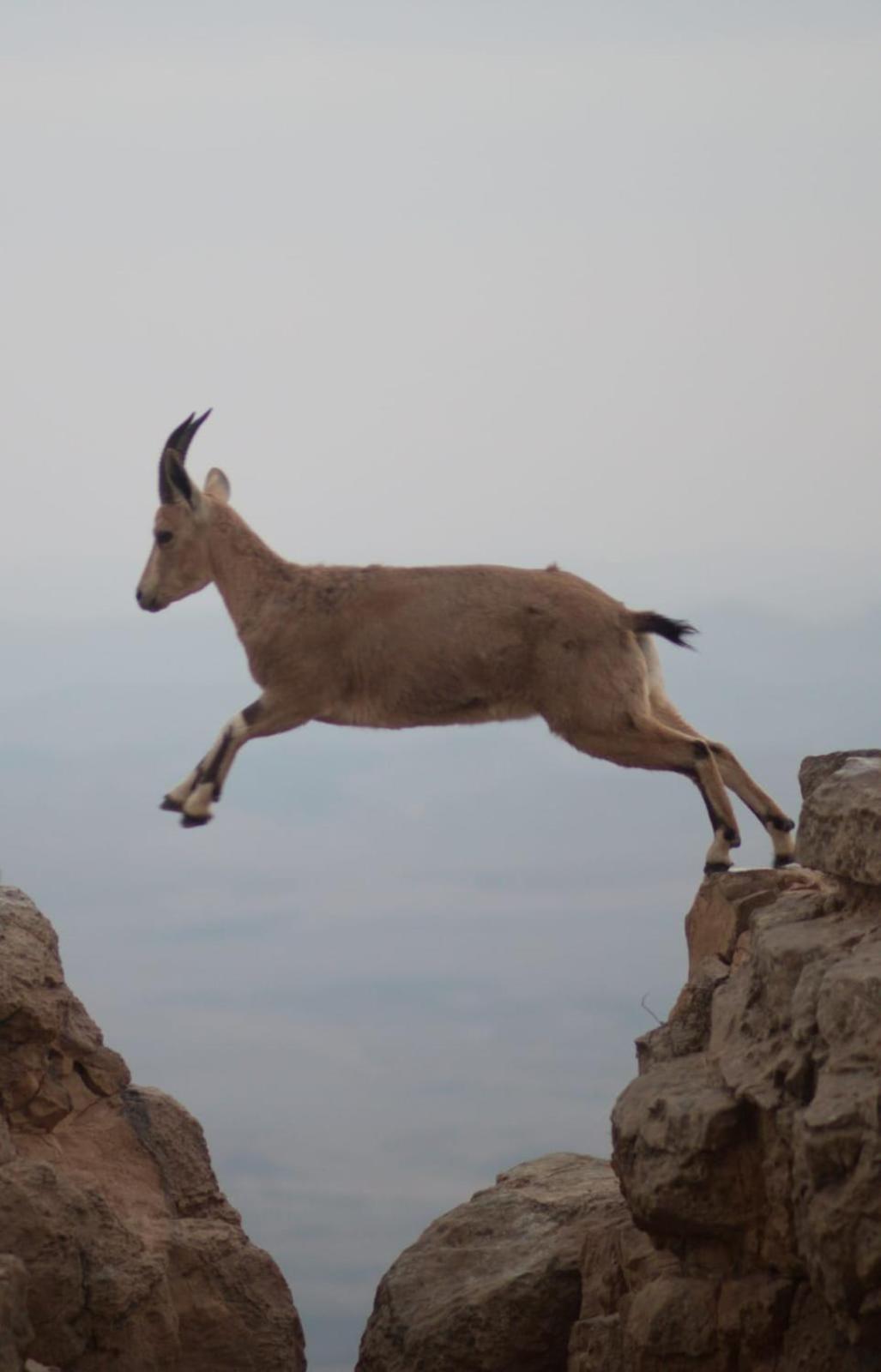 ibex (iBike) unique Desert Inn Mitzpe Ramon Exterior foto
