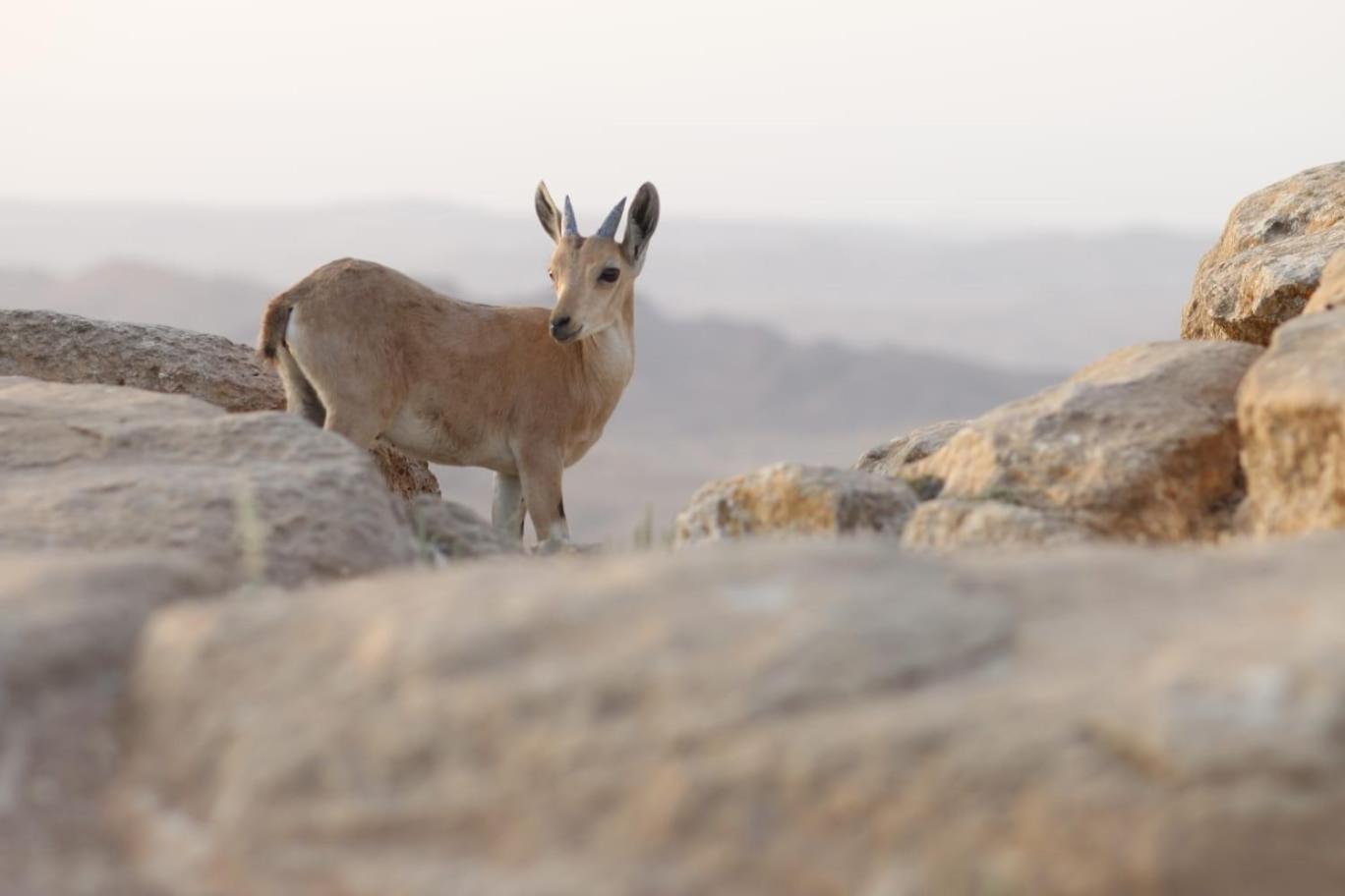 ibex (iBike) unique Desert Inn Mitzpe Ramon Exterior foto